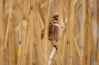 Strnad rakosni - Emberiza schoeniclus - Reed Bunting o4678